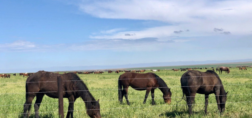 Big Kansas Road Trip _ Horses