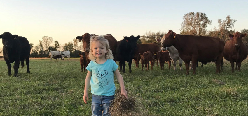 Brandi&#039;s daughter with cattle