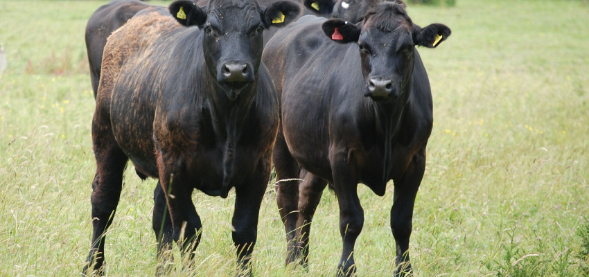 Angus cattle