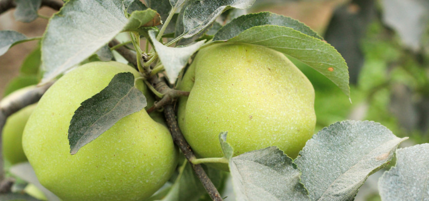 Arctic Apples Arctic Apples