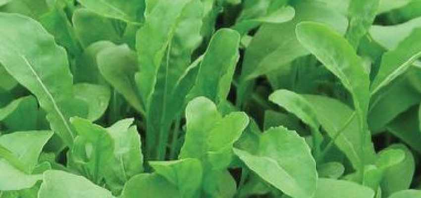 Arugula Recipe