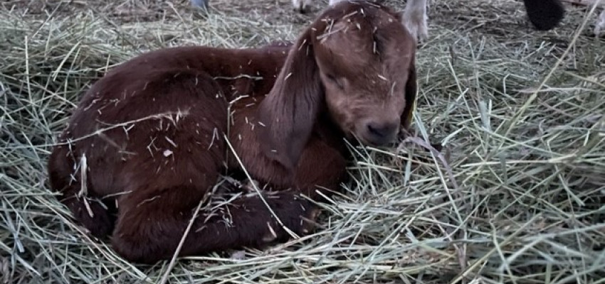 boer, baby, kid, goat