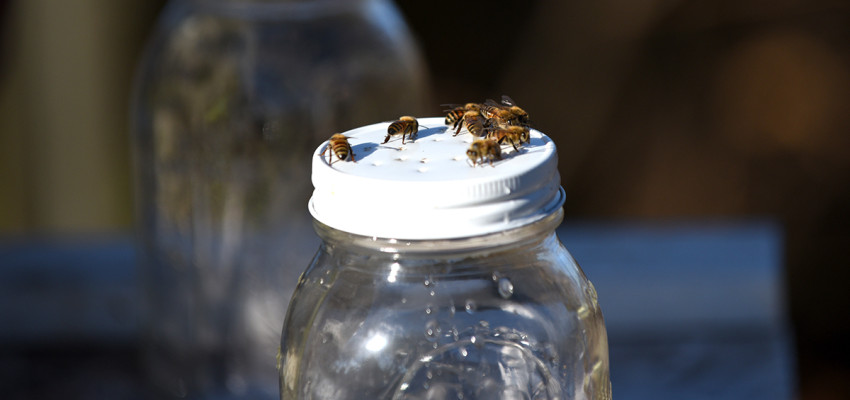 Bees on jar lid