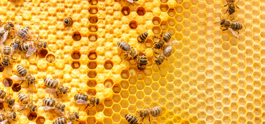 bees in a hive