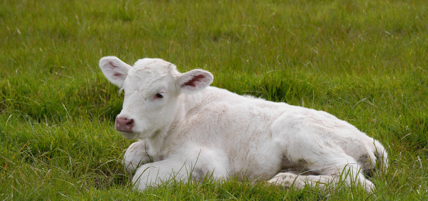 Calf Images | Free Photos, PNG Stickers, Wallpapers & Backgrounds - rawpixel