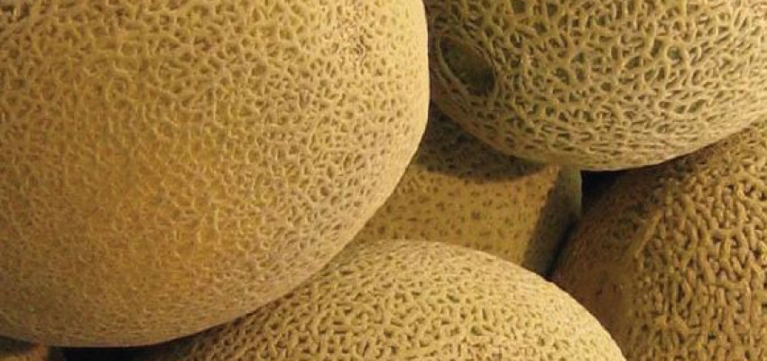 Cantaloupe Spears