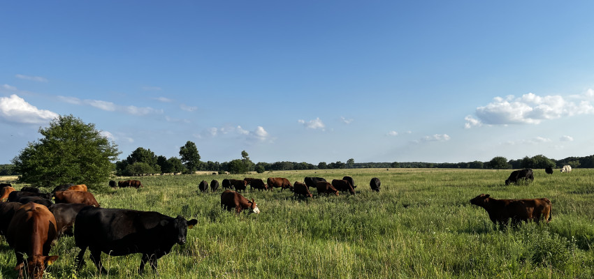 kansas cows