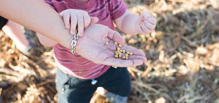 child holding soybeans