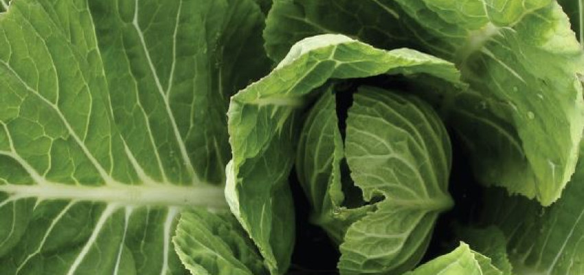 collard greens hummus wraps collard greens hummus wraps
