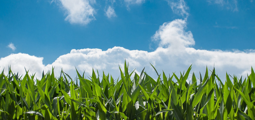 Corn field