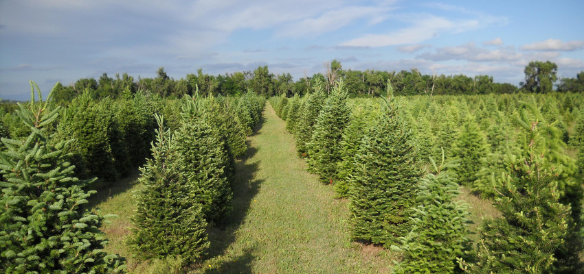 Delp Christmas Tree Farm