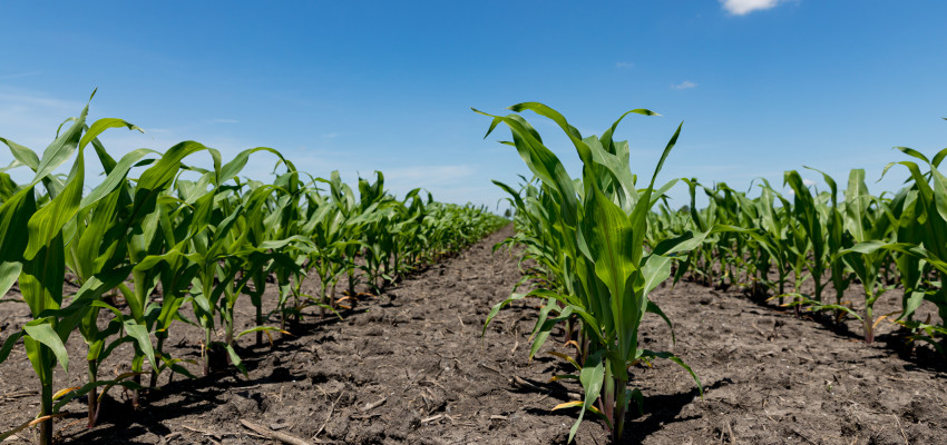 dry corn field