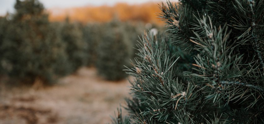 Christmas tree farms in Kansas