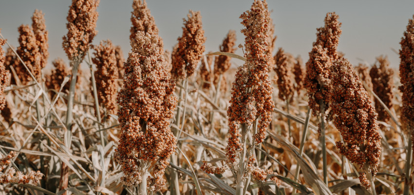 farming and ranching in kansas