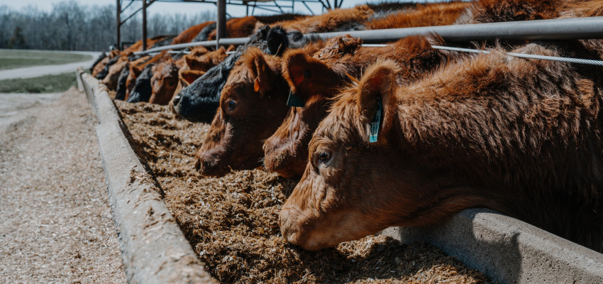 cattle id