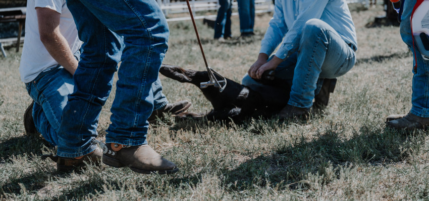 branding_cattle ranches in kansas