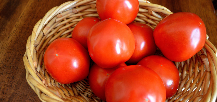 garden fresh tomatoes