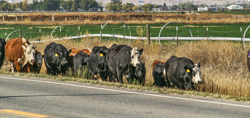 Cattle Near Road