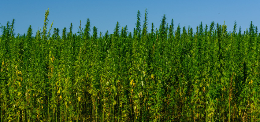 hemp 2025