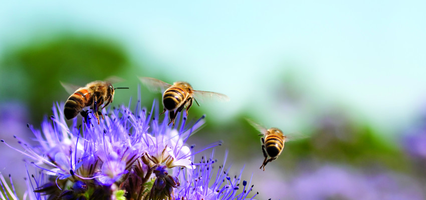 Bees on Purple Flowers