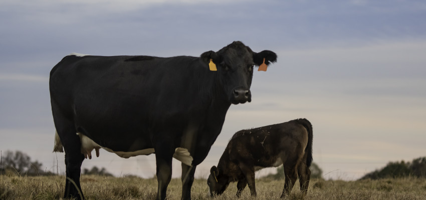 7 facts about Black Angus cattle