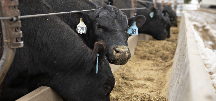 Cows Eating