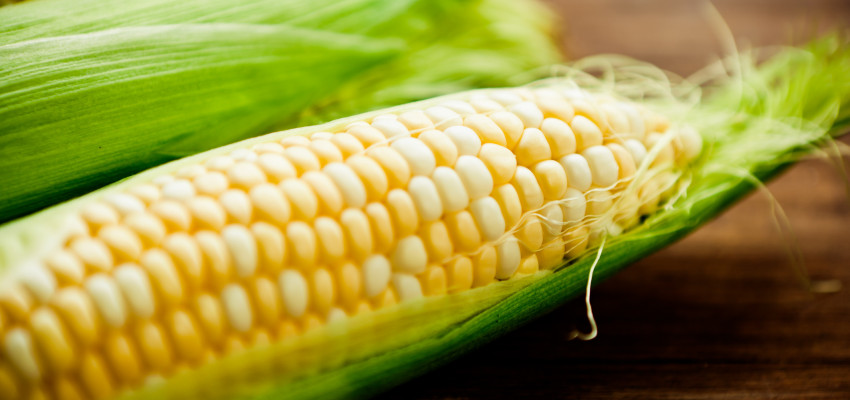 sweet corn on the cob sweet corn on the cob