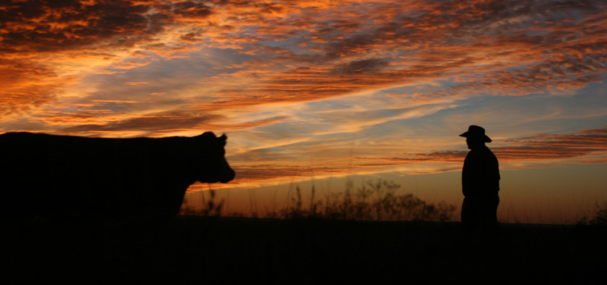 cattle rancher