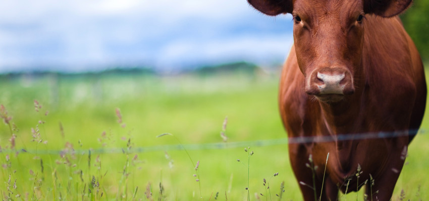 cow in pasture grass