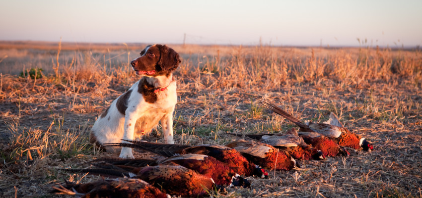 pheasant hunting in kansas