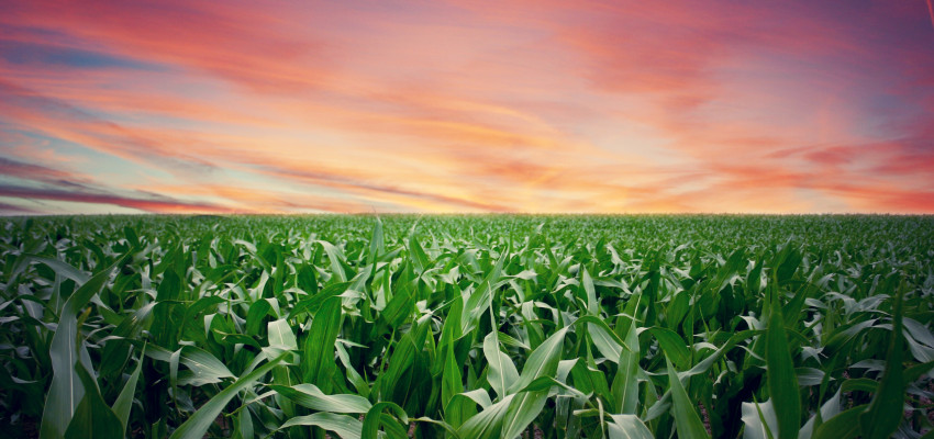 corn field