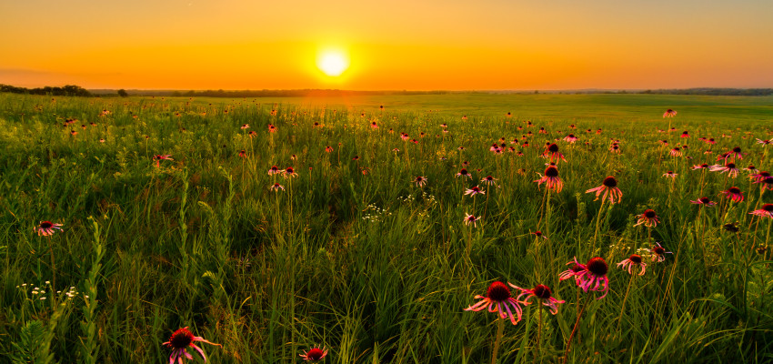 kansas wildflowers