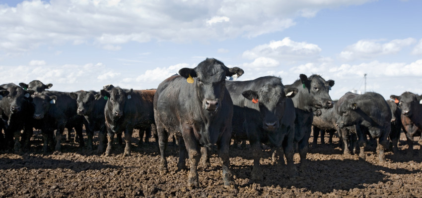 Steer in Feedlot