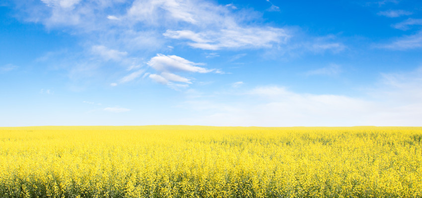 canola field canola field