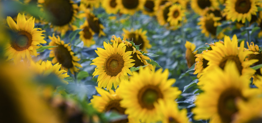 Kansas sunflower field