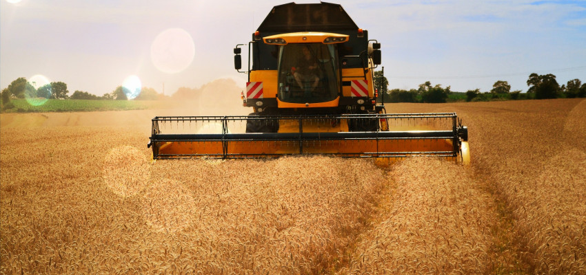 wheat harvest