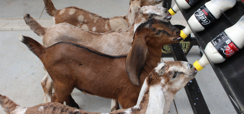 holy_goats holy_goats