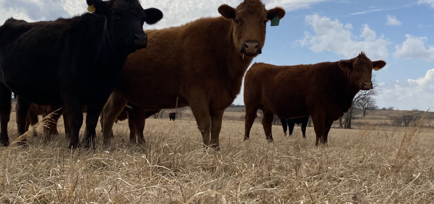 Buy local at the grocery store_beef