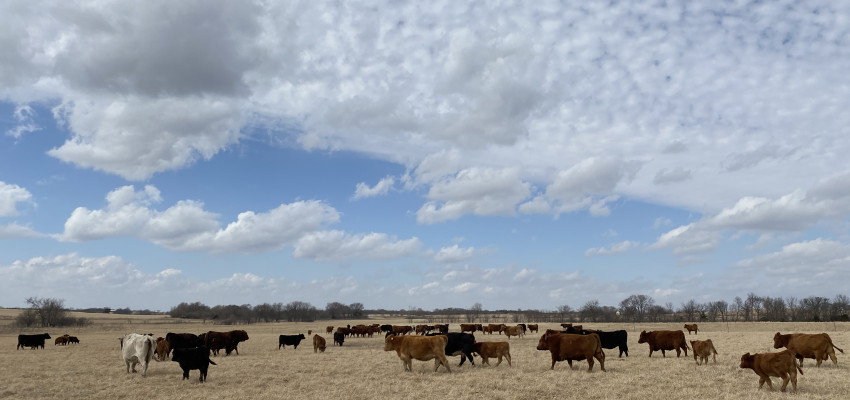 cattle in pasture