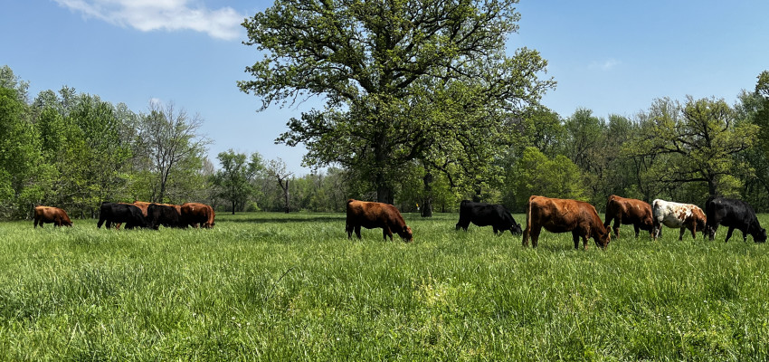 cattle and sustainability brandi