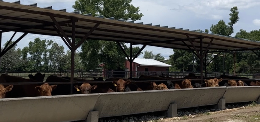 heat stress in cattle