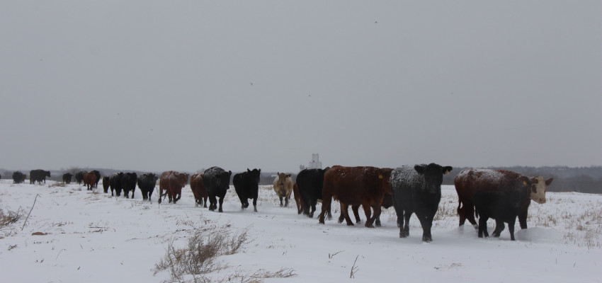 brandi buzzard winter ranching