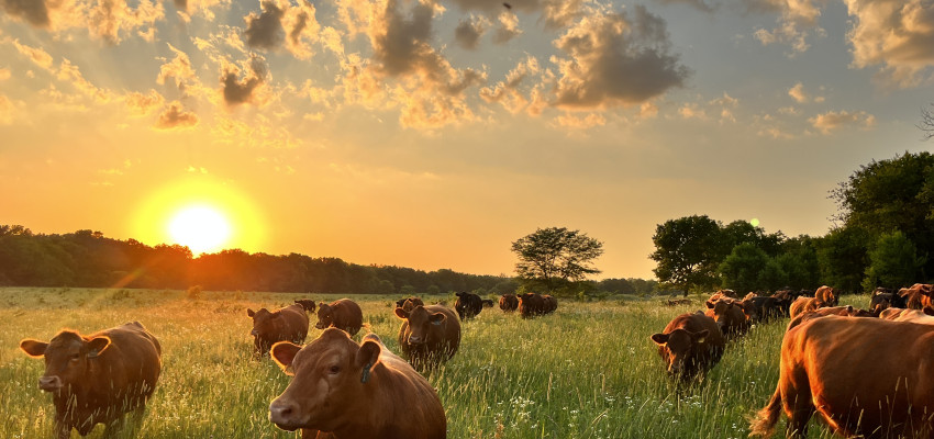 brandi buzzard - how cattle benefit the world header