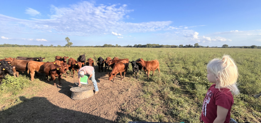 brandi_sustainability_feed
