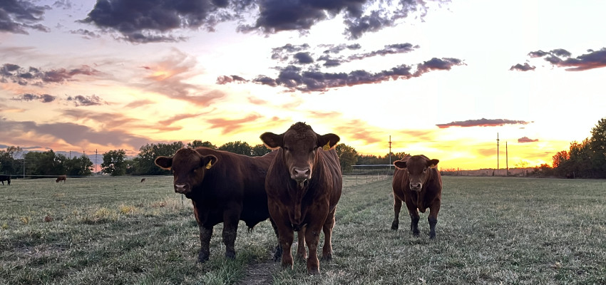 cattle, pasture, beef, ranch, sustainability