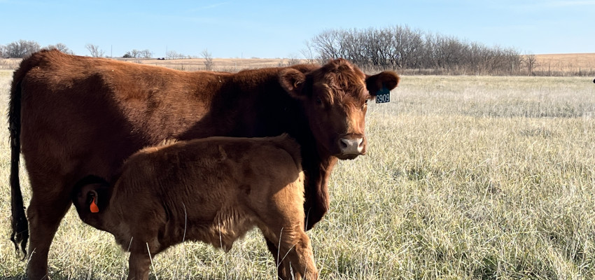 cow, calf, baby, nursing