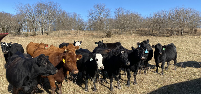 brandi_december2021cattle