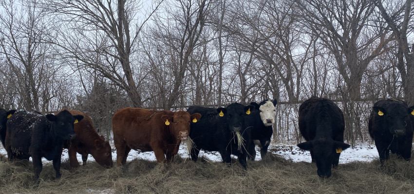 cattle_brandijanuary2022