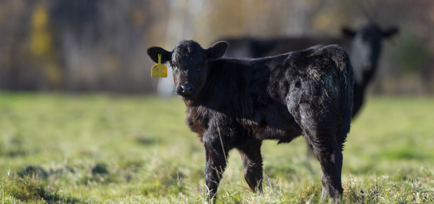 calf on grass