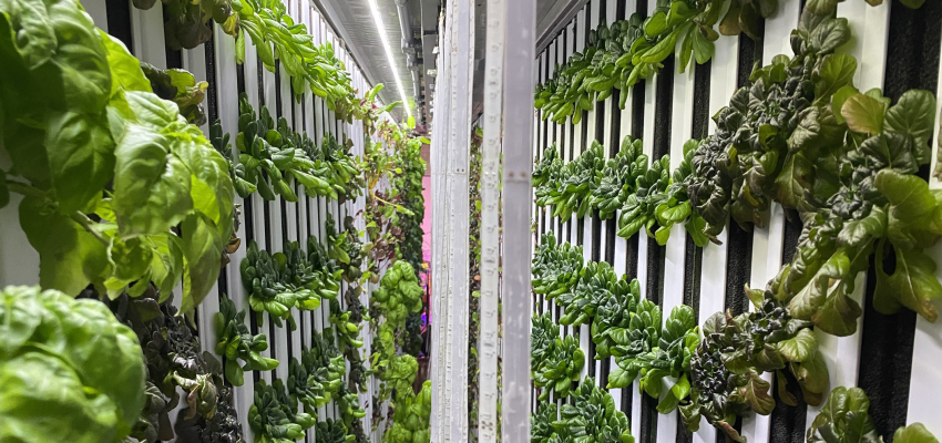 leafy green farms in pittsburg kansas